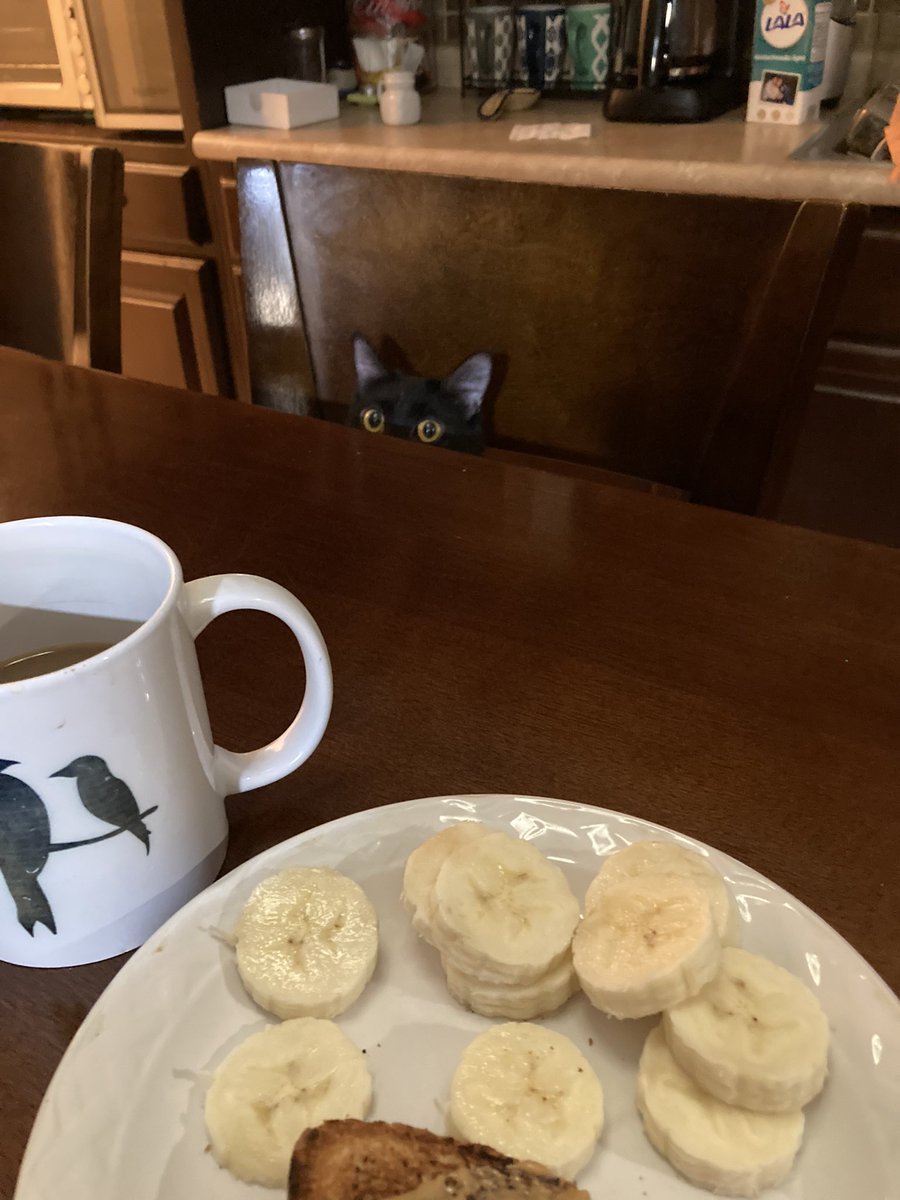 la_fer_op's tweet photo. Como cuando intentas desayunar pero alguien te juzga #catlife #damnhuman https://t.co/9OMUqF4hR4