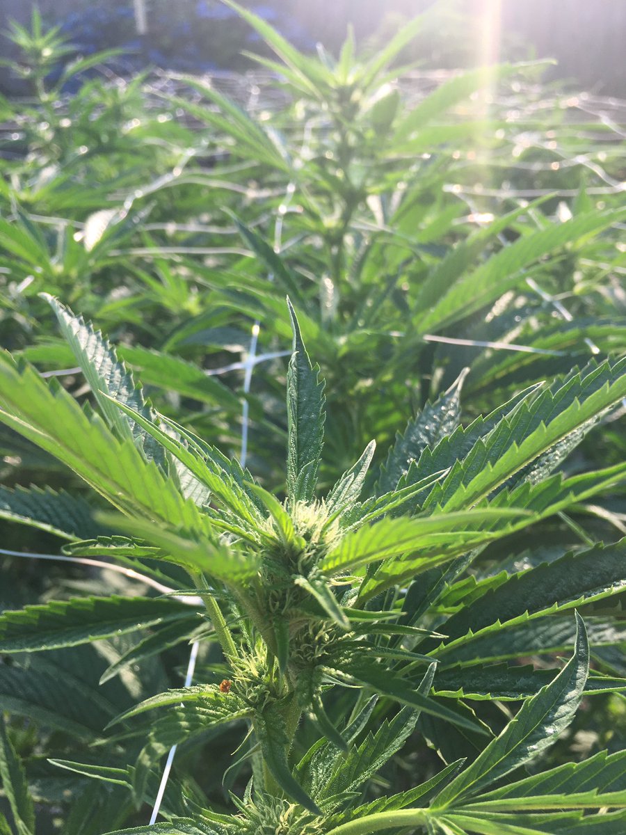 kingxxxpig42's tweet photo. Late planted #707og filling the bed &amp; flowering 😁
#growyourown #StonerFam #Mmemberville #CannabisCommunity #emeraldtriangle #outdoor #sungrown #GardenersWorld https://t.co/uR1GuXQkuw