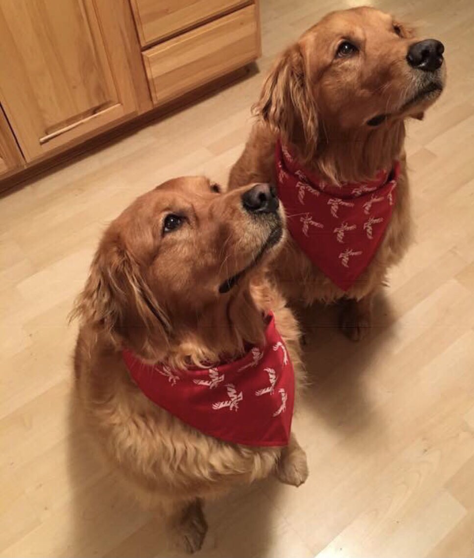 EWUEagleStore's tweet photo. Bandanas aren’t just for pups- but they sure make them look pawsitively incREDible! 
Shop here: https://t.co/RbJacWw3x3

#GoEags #EagleFans #EagdOut #Bandana #EWU #Cheney #Eagle4Life https://t.co/kMRM8r39DH