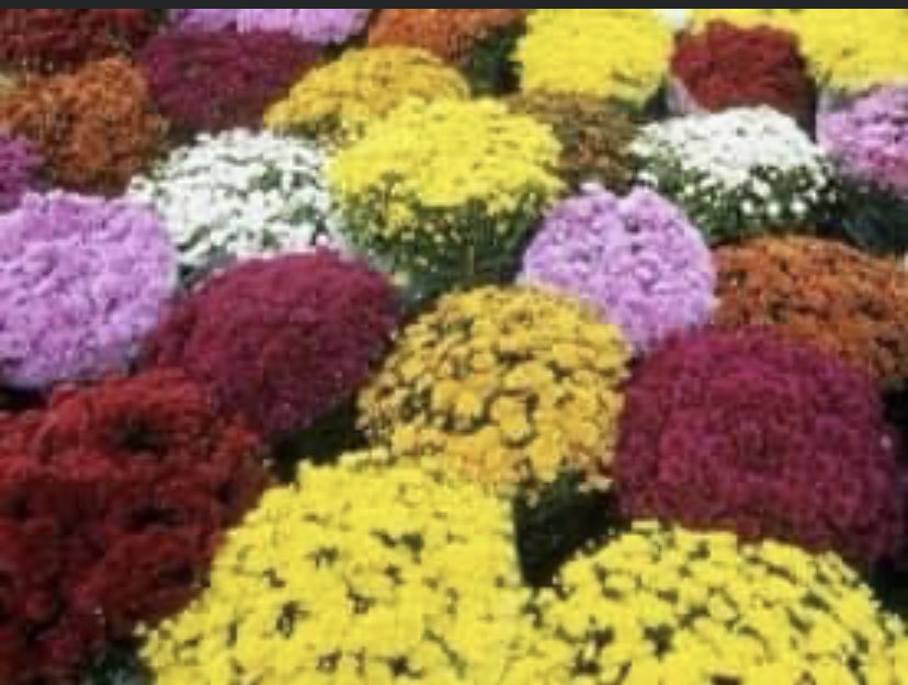 The Bearden Baseball team is participating in a Mum’s fundraiser! Please help support our boys as we look to do a lot this year to our facility!#godawgs