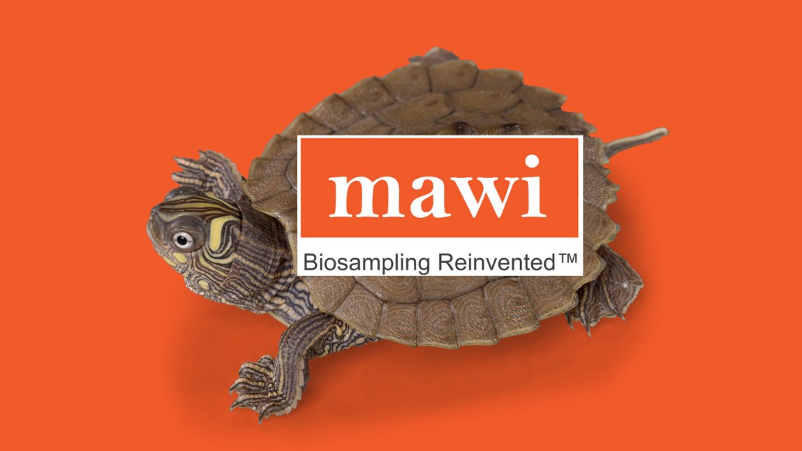 MawiDNA's tweet photo. Mawi Helps to Restore Wild Turtles Back To Their Natural Habitat 

https://t.co/6DY25s3PrK https://t.co/ia1lyN2had