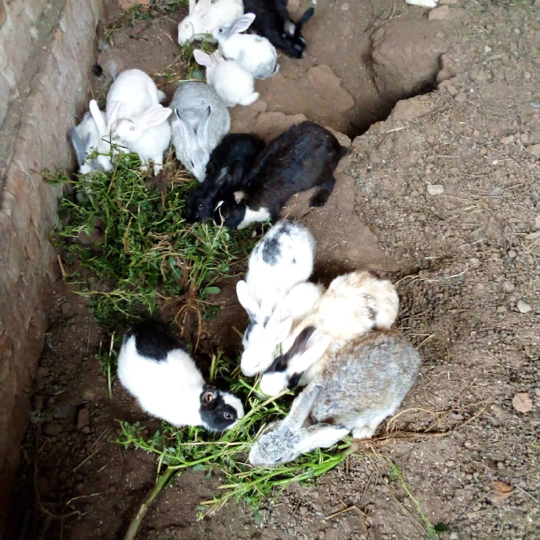 Animal Care Unit and Rescue Uganda ACURU (@animalcareunit) on Twitter photo 