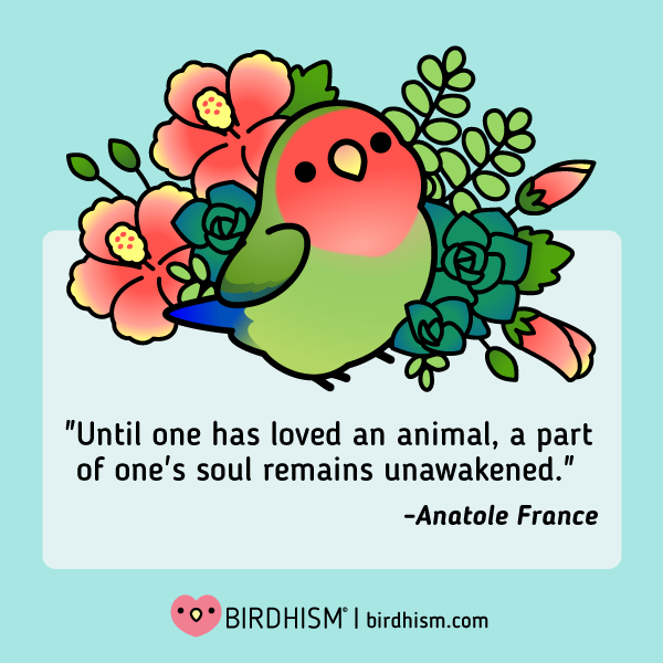 I'm a bird rescue, bird care, and self-care advocate. Birds are so often overlooked & misunderstood (like some of us). My mission is to inspire compassion thru outreach and cute & educational art. In memory of the Cody the Lovebird. #animalartistsunite | https://t.co/35siADXjX6