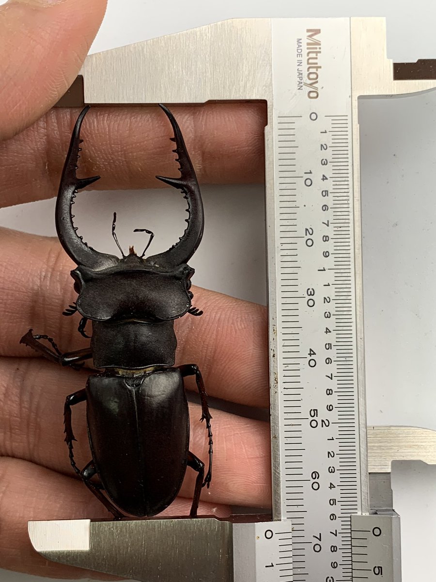 みち標本屋 (@insect_project) / Posts / X