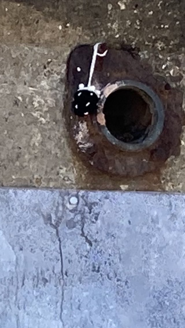 gayna hoggett tweet media