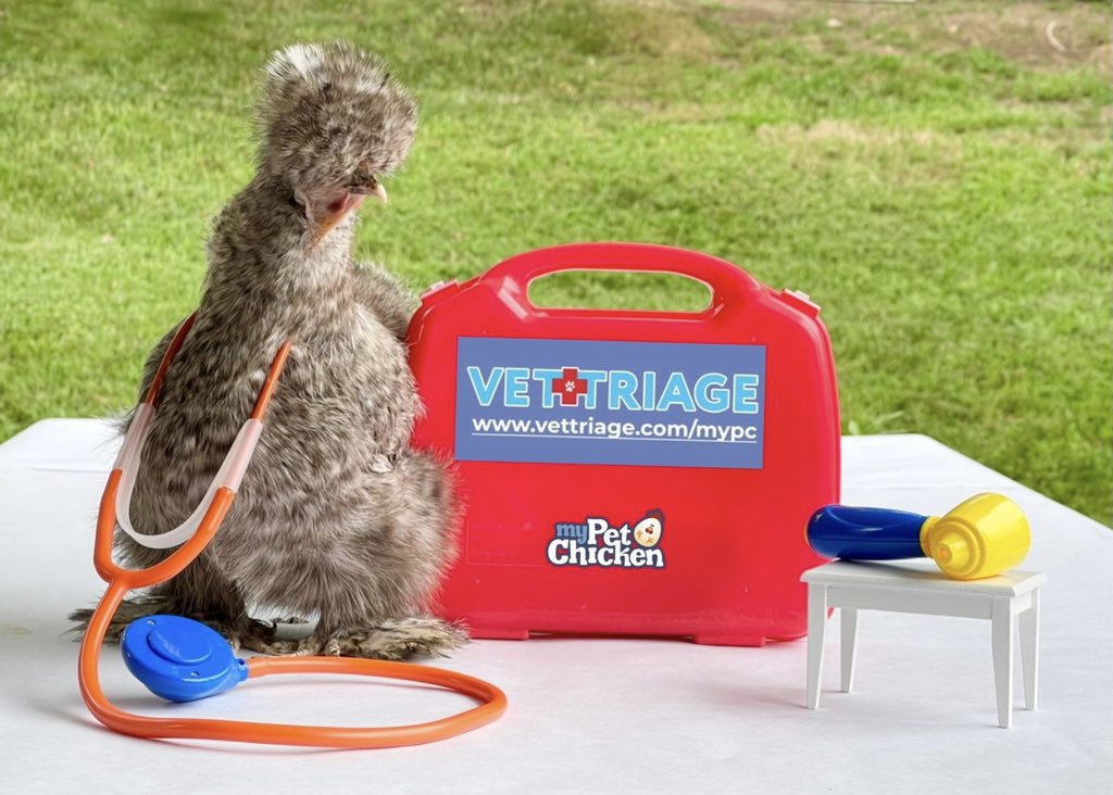 The doctor is in! 🩺🥼
We are prod to partner with VetTriage, a US based tele-health veterinarian service that offers 24/7 video services for poultry. 
Click link for more info - vettriage.com/mypc/

 #veterinarian  #mypetchickenofficial #silkie #lovie #doctor #chickenhealth