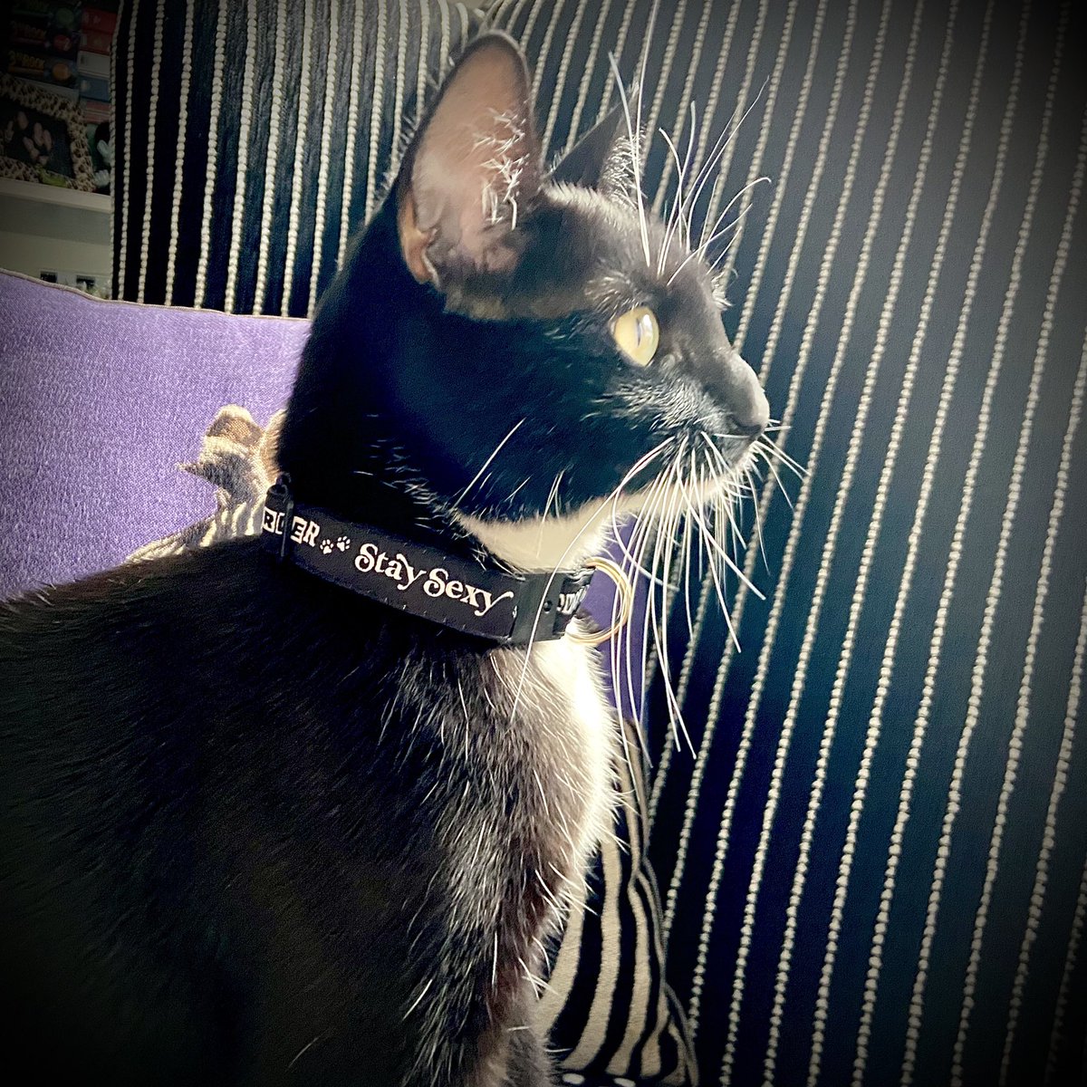 Buffy took our WFH attire to the next level lookin extra cute with this collar from <a href="/MyFavMurder/">My Favorite Murder</a> #SSDGM #MFMpets #meowderino #fancultpets <a href="/GHardstark/">Georgia Hardstark</a> @KarenKilgariff <a href="/StevenRayMorris/">Steven Ray Morris</a>