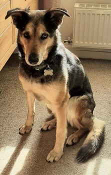 millypod1's tweet photo. 🆘9 AUG 2021. MAGGIE NERVOUS RESCUE
DO NOT CHASE😢
#Lost #ScanMe #Tagged
OLDER Cross Breed Female
#Bacup #Stacksteads #Rossendale area
#Lancashire #Lancs #OL13
SIGHTINGS PLZ ☎️07980412460
https://t.co/hkYPT4eLKs https://t.co/O16pgzvK1b