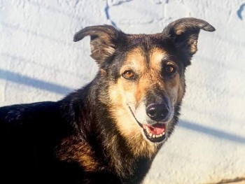 millypod1's tweet photo. 🆘9 AUG 2021. MAGGIE NERVOUS RESCUE
DO NOT CHASE😢
#Lost #ScanMe #Tagged
OLDER Cross Breed Female
#Bacup #Stacksteads #Rossendale area
#Lancashire #Lancs #OL13
SIGHTINGS PLZ ☎️07980412460
https://t.co/hkYPT4eLKs https://t.co/O16pgzvK1b