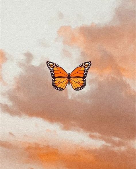 🦋 tweet media