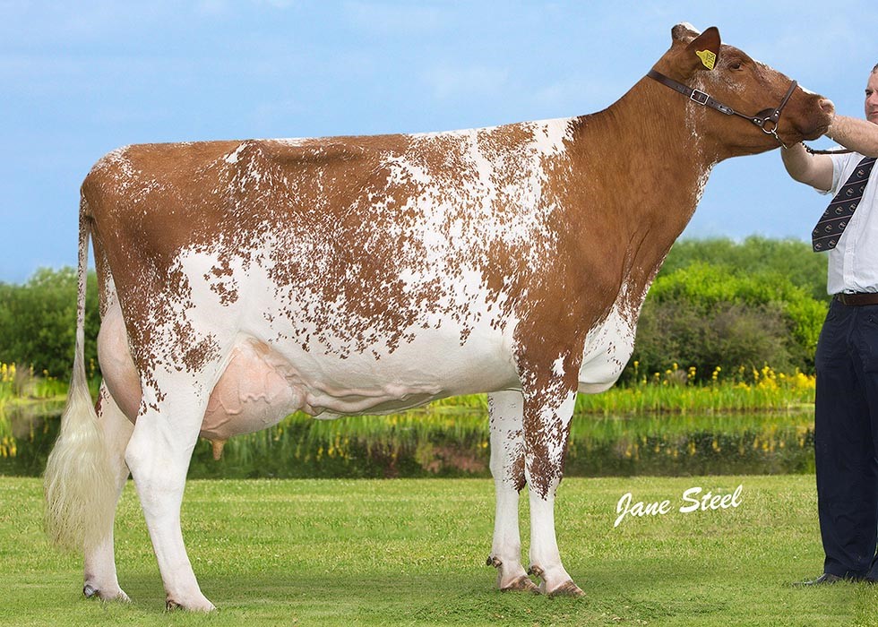 Do you like the look of this Royal Highland Show breed champion (2015)? Then place a bid for her granddaughter Strickley Oak Barrington 31st at Penrith on Friday 20th August. We are giving the proceeds to @RABIcharity on behalf of @WcaShow. penrithauction.com/Sales