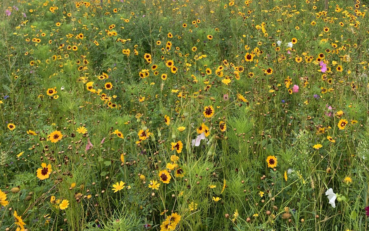 Groeten uit Nieuwkoop! Het is weer druk in de Bee en Bee voor 🐝 🐝 #nieuwkoop #groenehart #reddebij #savethebees