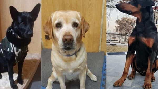This just in: 3 Indo-Tibetan Border Police sniffer 🐕 , Maya, Bobby &amp; Ruby back safe in #Delhi after an evacuation of civilians, diplomats &amp; commanders from #Kabul embassy. It pleases us no end that the Indian Gov has successfully brought our soldiers home🙏🏻 🌍 #Afghanistan