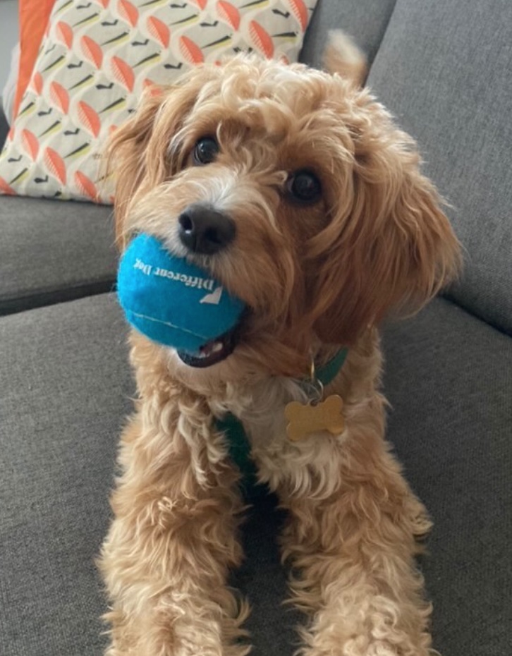 _differentdog's tweet image. Gorgeous Ebie is #ddteamblue 💙💙