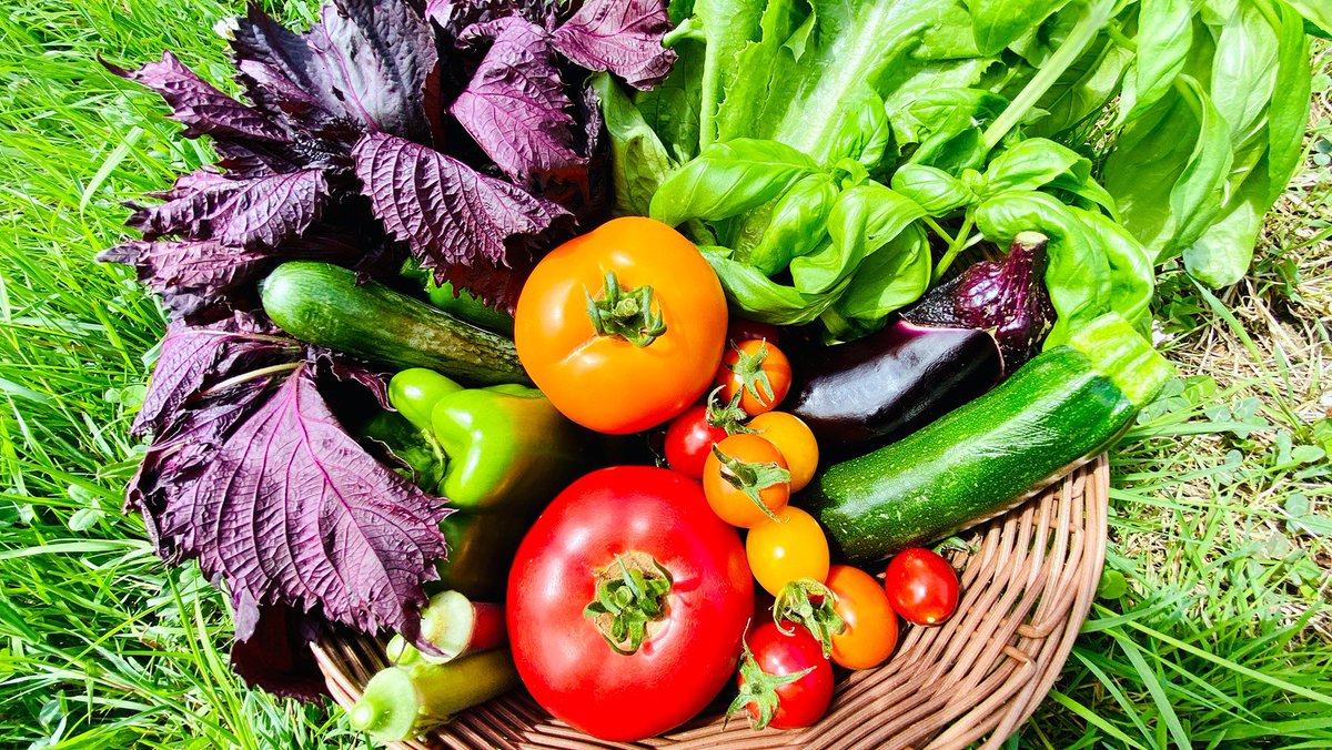 kazuno_design's tweet photo. 野菜作りの師匠の、とれたてお野菜🍅
トマトはなんと糖度11度‼️
スイカと同レベルという、衝撃的な甘さです✨
ぜひたくさんの方に食べていただきたい😊

#鹿角市
#早川農園
#とれたてお野菜 https://t.co/2JP9ypmDwe