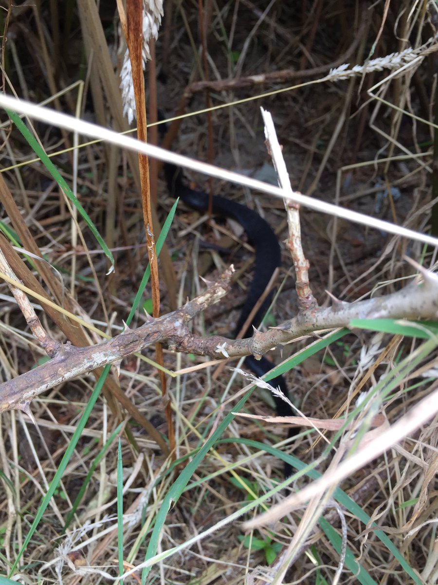 mrsdanvers63's tweet photo. A black adder crossed our path today on Thorpeness Common. Not a brilliant phone pic, but proof it was black. @suffolkwildlife https://t.co/Hz8Yu5soRu