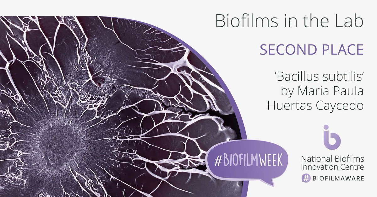ukbiofilms's tweet photo. 🥈We're thrilled to announce that 2nd place in our #BiofilmsInTheLab #photography #competition goes to @Mariapaulah_c, @UoDLifeSciences for her entry 'Bacillus subtilis #biofilm formation'👏

📷 Find out more about this image at https://t.co/d9mPJIkZl8

#BiofilmWeek #biofilms https://t.co/uhYrVmaZsr
