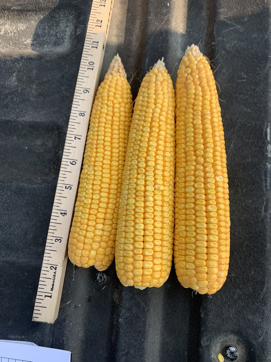 Stop 2 in Harrison Co, IA. Average ear count 52 ears in 30’, average grain length 7.5”, average kernel rows 17.33, row spacing 30. Dryland. Yield check - 225.3 (DGC) #pftour21