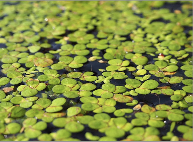 #SalishSea News: Duckweed, BC LNG, real Salish history, catch more crabs campaign bit.ly/2Xt71AM