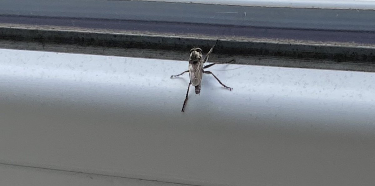 Happy to share I've joined <a href="/VigorousVSG/">Vigorous Gaming (VSG)</a>! Good buncha peeps I look forward to racing with 💜

also look at this bug woah