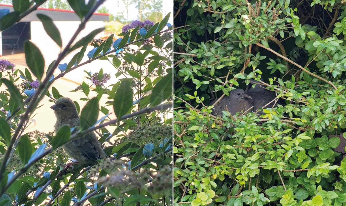 Bees, butterflies and birds feel totally at home in our Outdoor SemperGreenwalls! At our HQ, these pigeons found a cozy spot in our facade while young greenfinches had a flying start from these walls. We're happy that our office is a part of our natural environment in this way!
