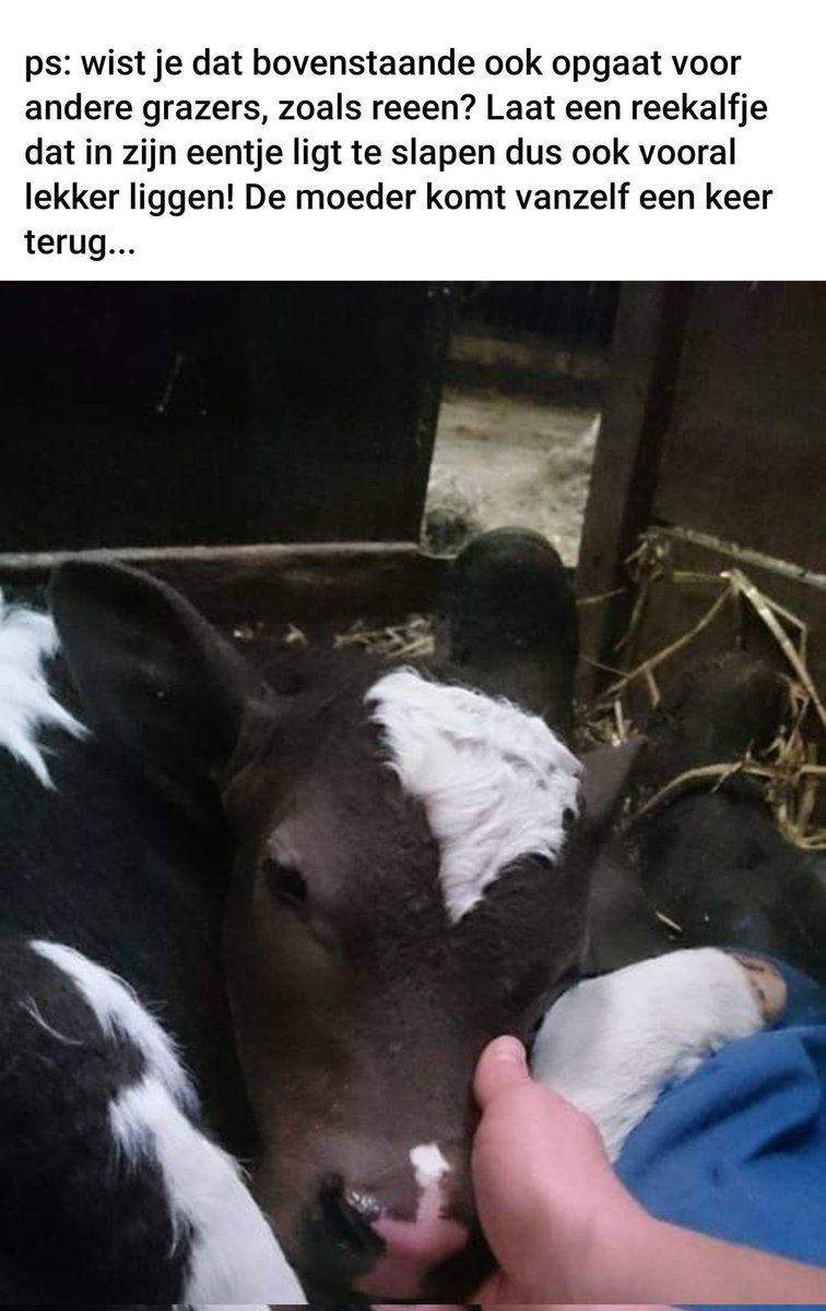 🐄 Over koetjes en kalfjes.
Heldere uitleg van @ElineVedder 👌