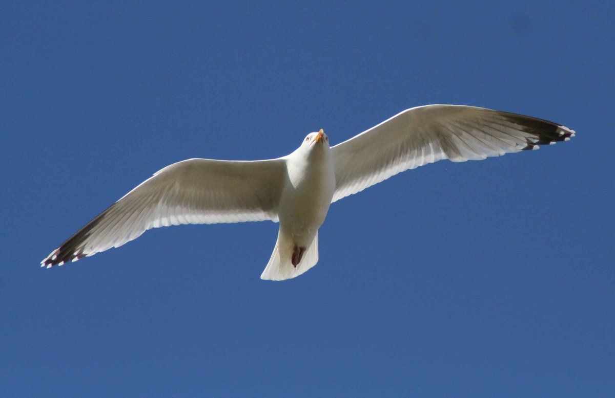 New paper using Herring #Gulls to forecast the distribution of bivalve stocks in the Wadden Sea. Leonie Enners et al. Ecological Indicators 129 (2021) 107947. doi.org/10.1016/j.ecol….
#seabirds #ornithology #biologging