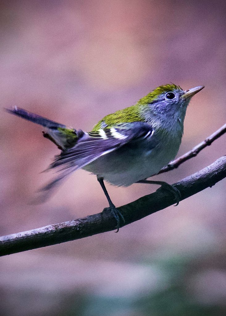 #ChestnutsidedWarbler after a quick splash at Laupot Bridge stream in The Ramble @CentralParkNYC