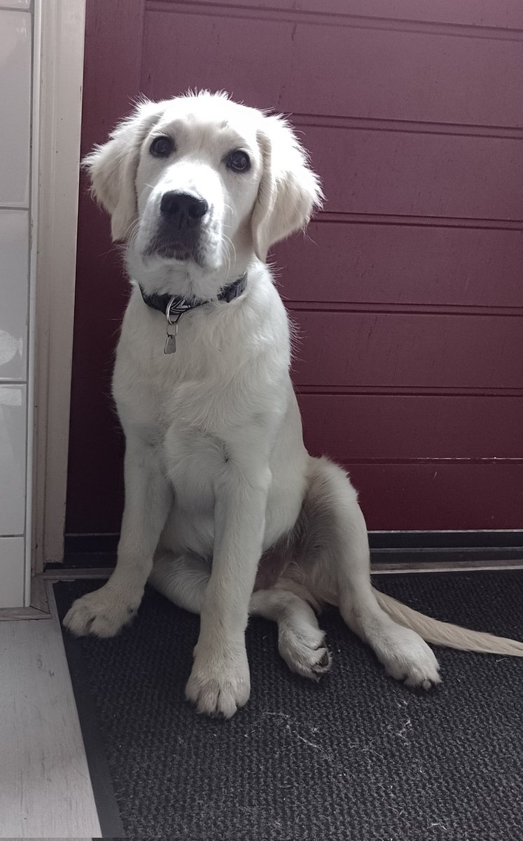 Can I go outside plz 🥺🥺 #GoldenRetrievers #dogs #dogsoftwitter
