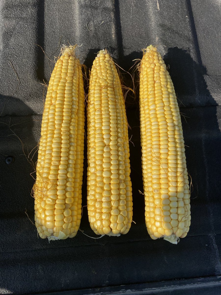 Adam Bissell tweet media