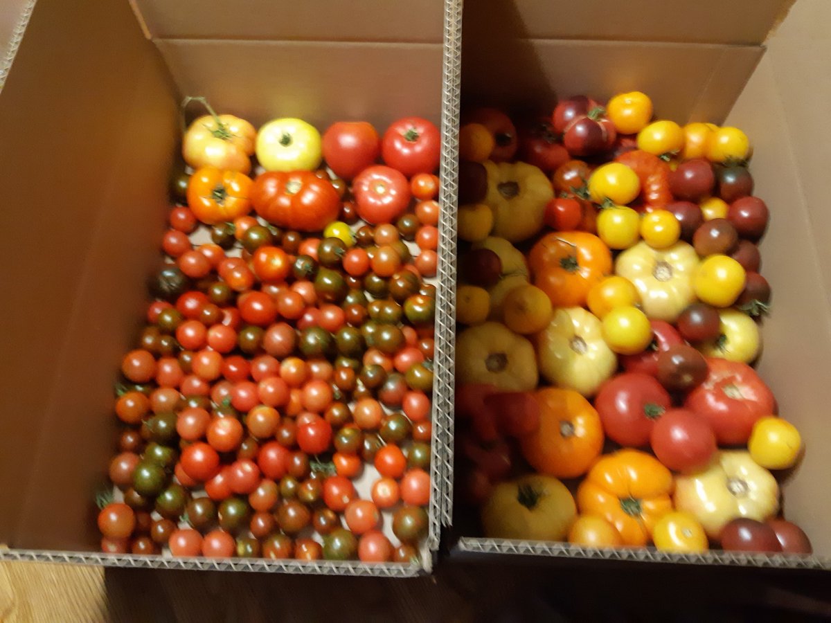 Took some tomatoes from our garden to the foodbank this morning #PEC #gardening #PayItForward
