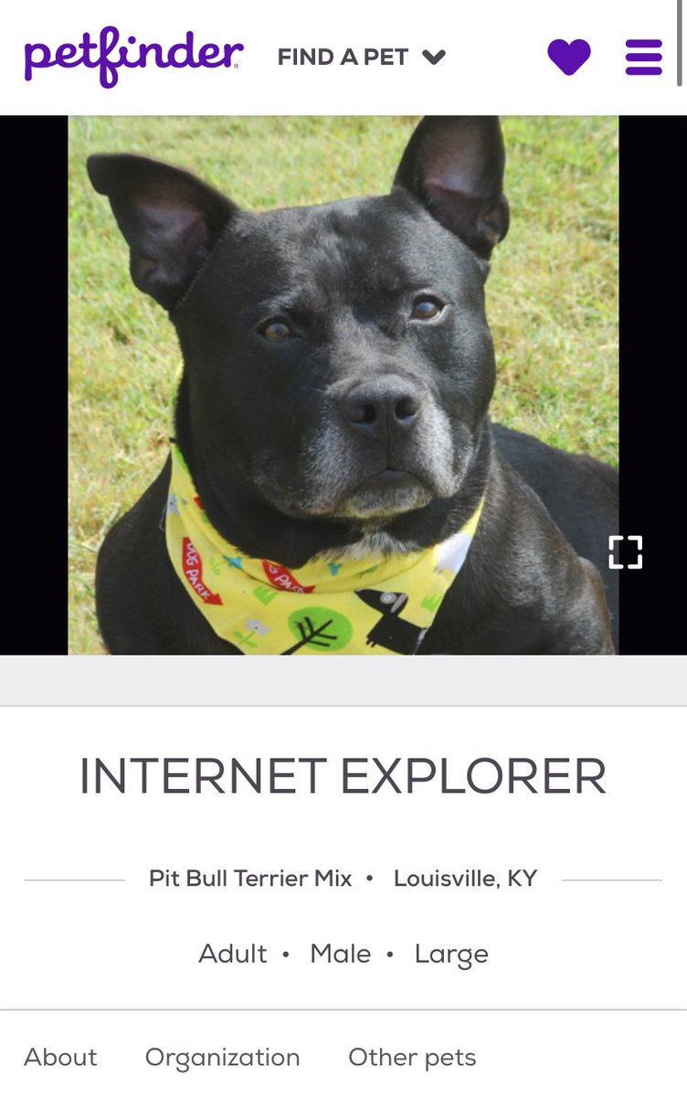 petfindernames's tweet photo. absolute unit https://t.co/THIhajUNQW