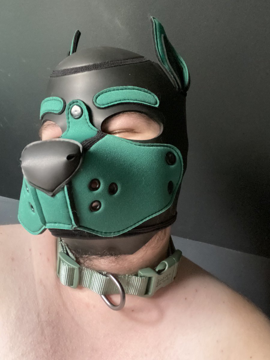 ChunkPup's tweet image. Good boy got a new collar today ~

Now if only someone had a leash to go with it :3c