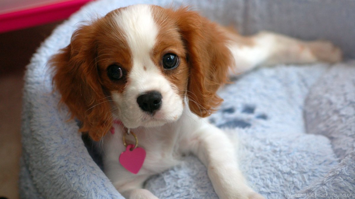LilliPaws's tweet photo. Conversational Proof that the little paws indeed makes your life "HAPPIER"

YOU: "..this just don't feel right to me" 
WOOF: "Wanna raise your spirits.. I want to see you smile"

#itsacavthing #fourleggedfriend #fourleggedchild #cavbreeder https://t.co/anqaaYQpKK