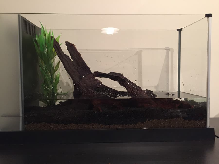 BettaInfo's tweet photo. What is your favorite live plant for a betta?
▸ https://t.co/z2FDRLZ35q https://t.co/NrAORmGkgZ
