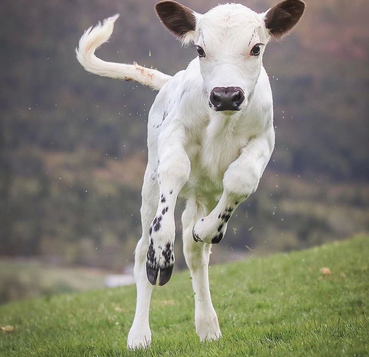 hourly cows (@hourlycows_) on Twitter photo 