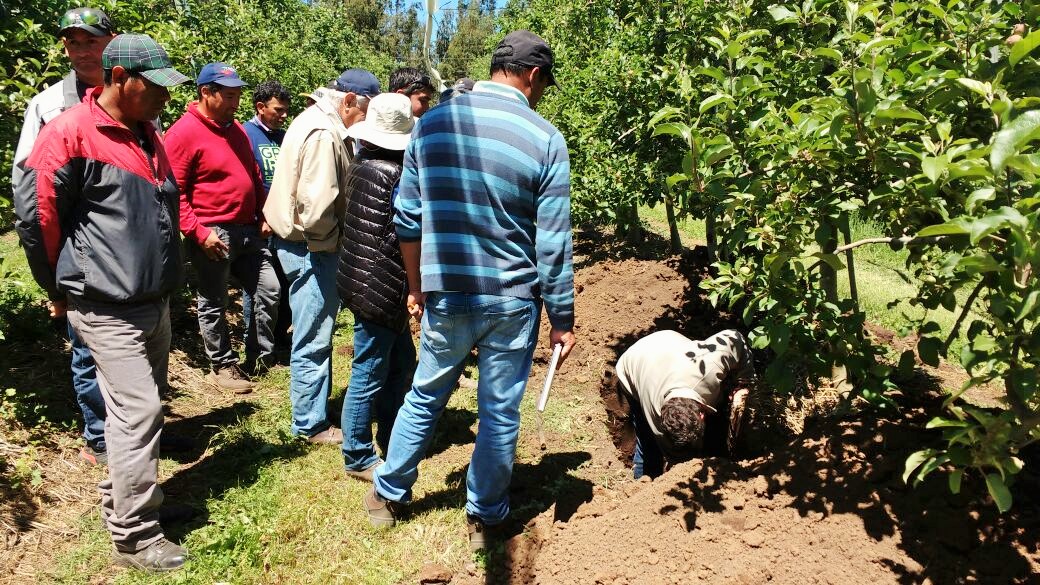 Invitan a postular a becas para formación especializada en fruticultura
angolinos.cl/2021/08/invita…