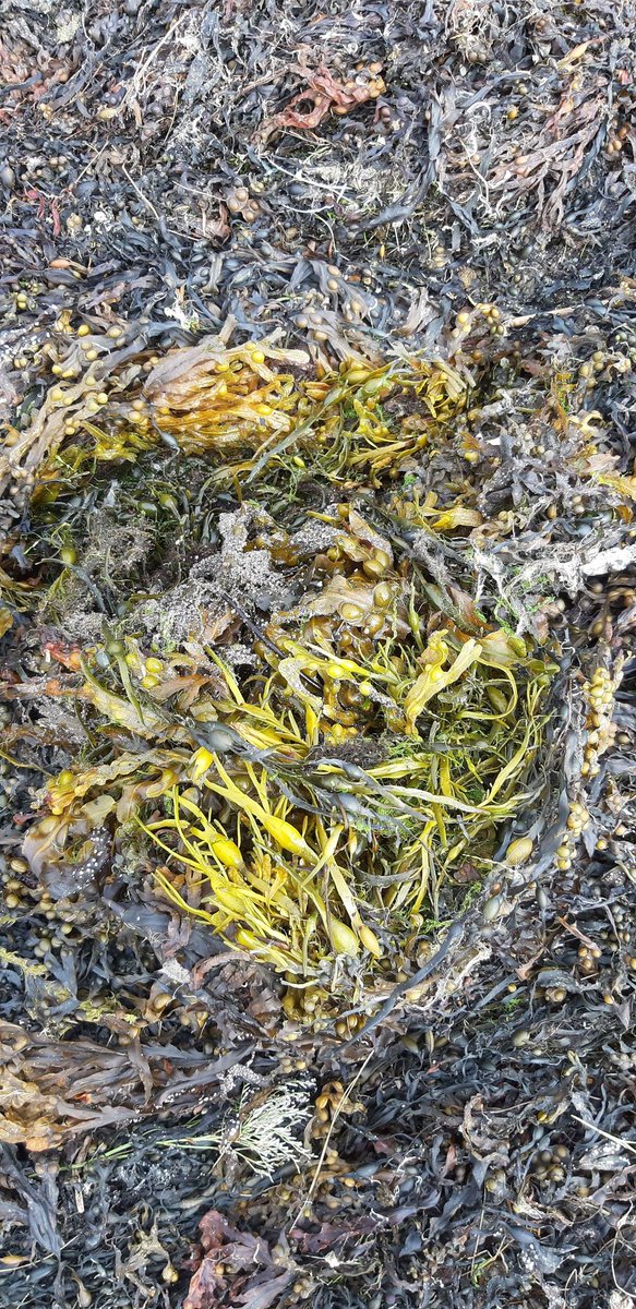 DrAndrewForde's tweet photo. Time to close up some raised beds for this season by layering on mixed seaweed + loosely covering for winter.
There's no better fertiliser than washed up Atlantic seaweed; 10 times more nutritious than any other organic fertiliser + full of iodine and calcium.
#LiveCircular 💚 https://t.co/DFkKkwpbA0