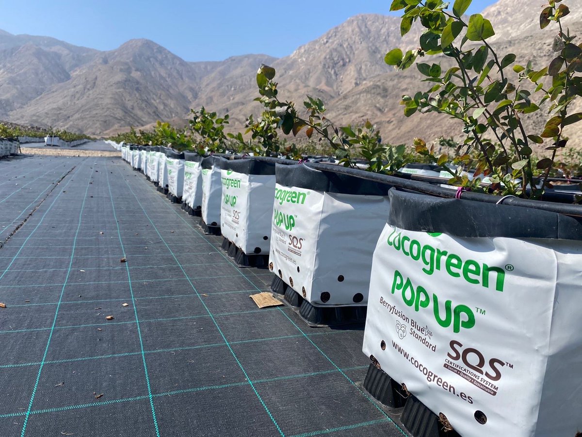 Blueskies for Blueberries⛰️! Fantastic uniformed and healthy development showing from one of the Blueberry projects we are working with currently in #LATAM.

#blueberries #greenfuture #blueberrygrowers #arándanos #futuroverde #cultivadoresdearándanos