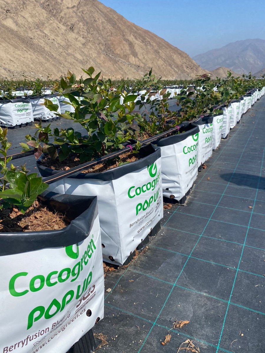 coco_peat's tweet image. Blueskies for Blueberries⛰️! Fantastic uniformed and healthy development showing from one of the Blueberry projects we are working with currently in #LATAM.

#blueberries #greenfuture #blueberrygrowers #arándanos #futuroverde #cultivadoresdearándanos