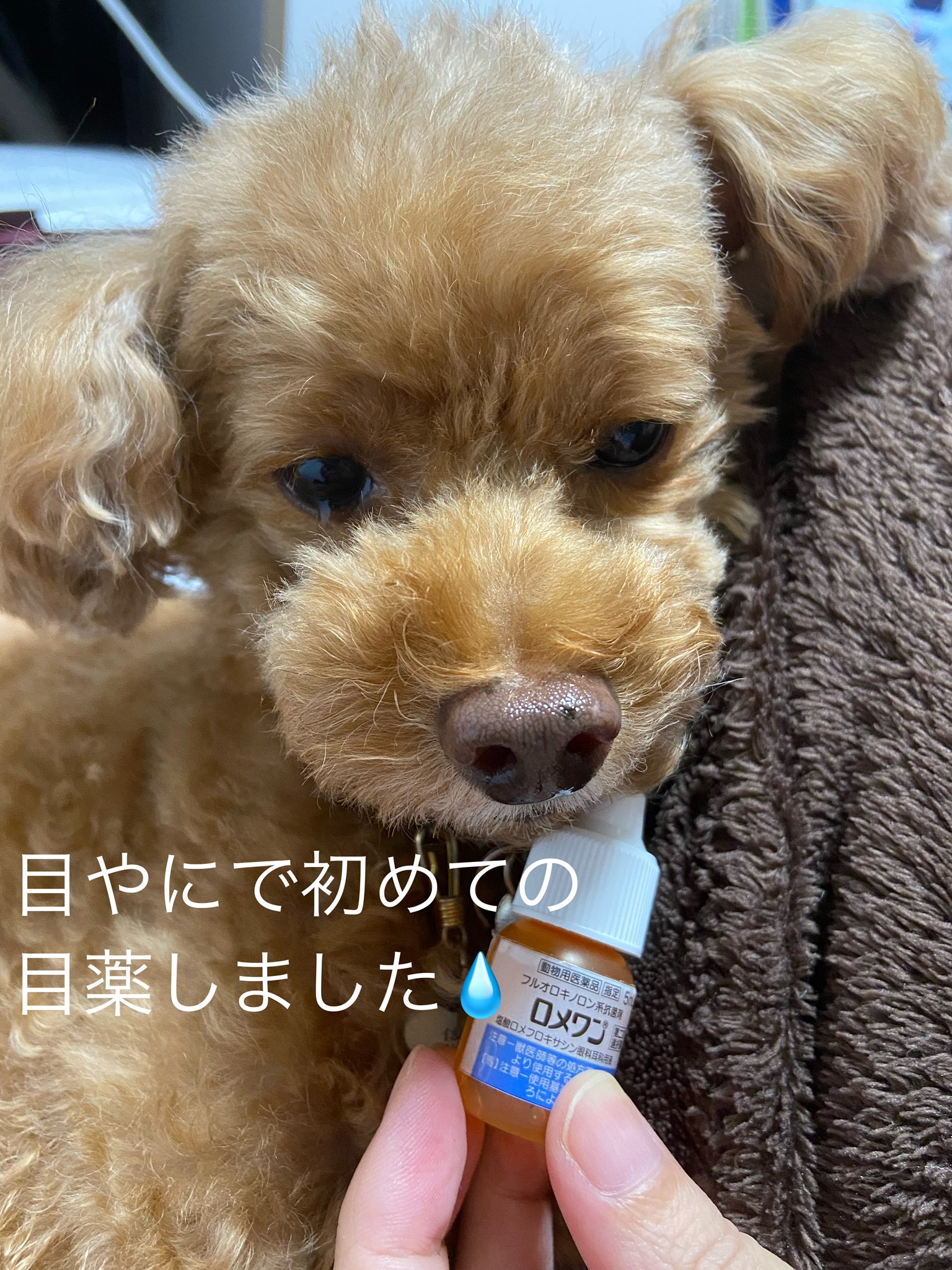 犬目薬 Twitter Search Twitter