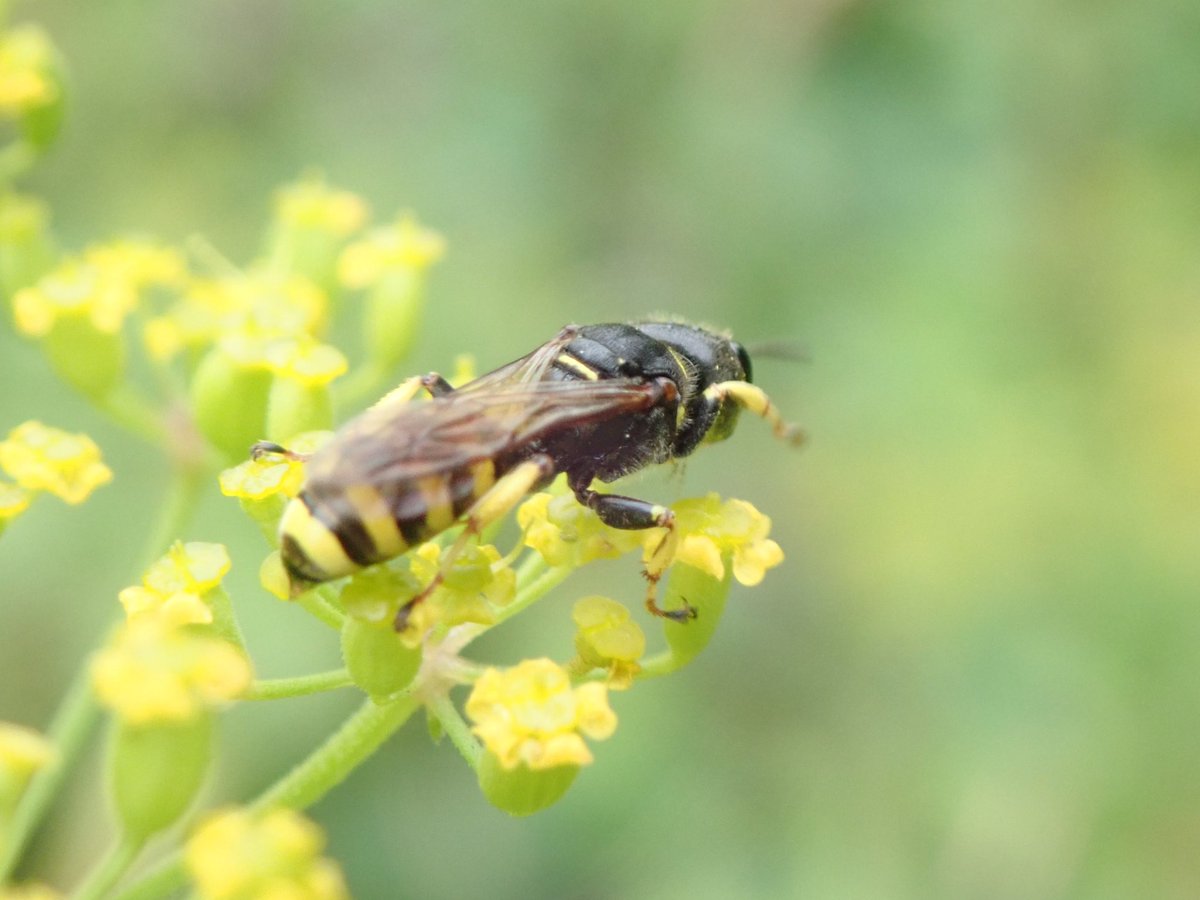 #waspflower <a href="/bigwaspsurvey/">Big Wasp Survey</a> <a href="/WaspWoman/">Prof Seirian Sumner</a> <a href="/NatureUK/">NatureUK</a>
