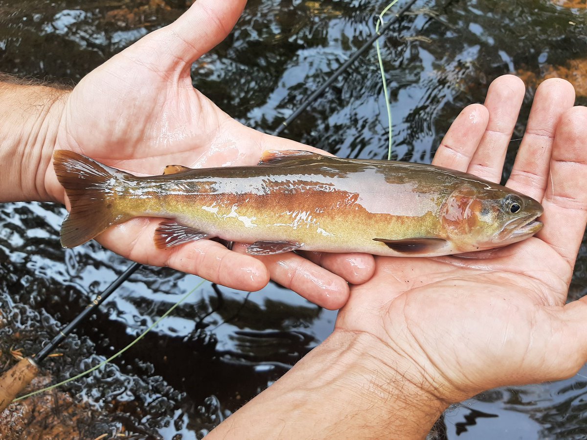 After a lot of research and planning,  and one failed trip, I finally found (arguably) the rarest trout in the world. #lifer #seleniris