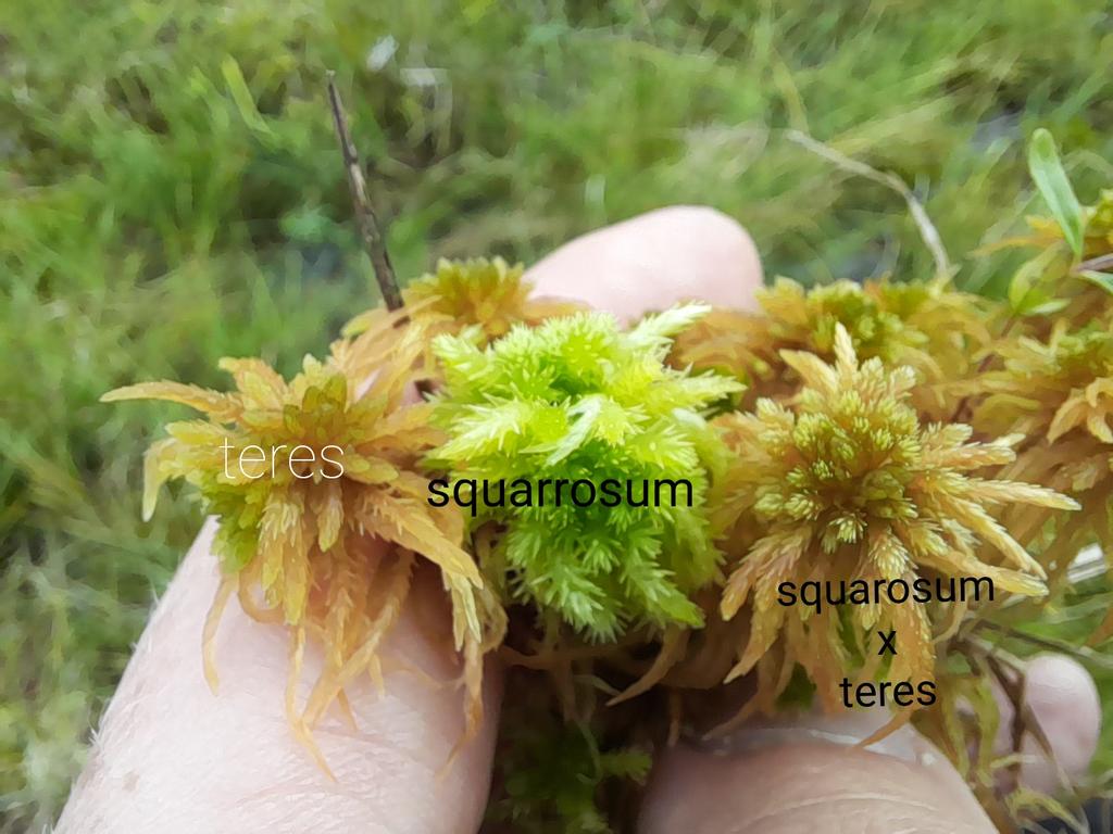 Best candidate for parent sphagnum species with a hybrid I've seen