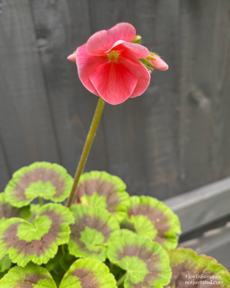 JoyInTheSeasons's tweet image. I still haven’t found the words.. 
but amongst the injustice, hurt, grief, extreme disappointment felt by #pwME over the complete mess up (putting it politely) of the #NICEguidelines, here’s a tiny bit of hope from my garden. 

First flower on my geranium plant grown from seed 🌱