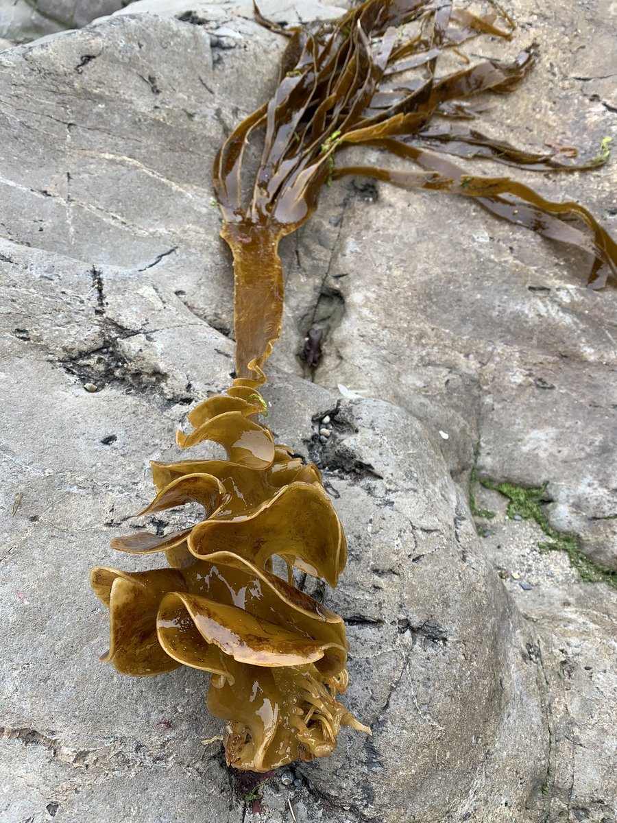 loveswimming's tweet photo. A day of double dip swimming
Marching up, down and along the coast
Low flying swallows
A lone seal
Common blues on knapweed 
And a corkscrew of seaweed #alltheviews https://t.co/cycuPDJ6Po