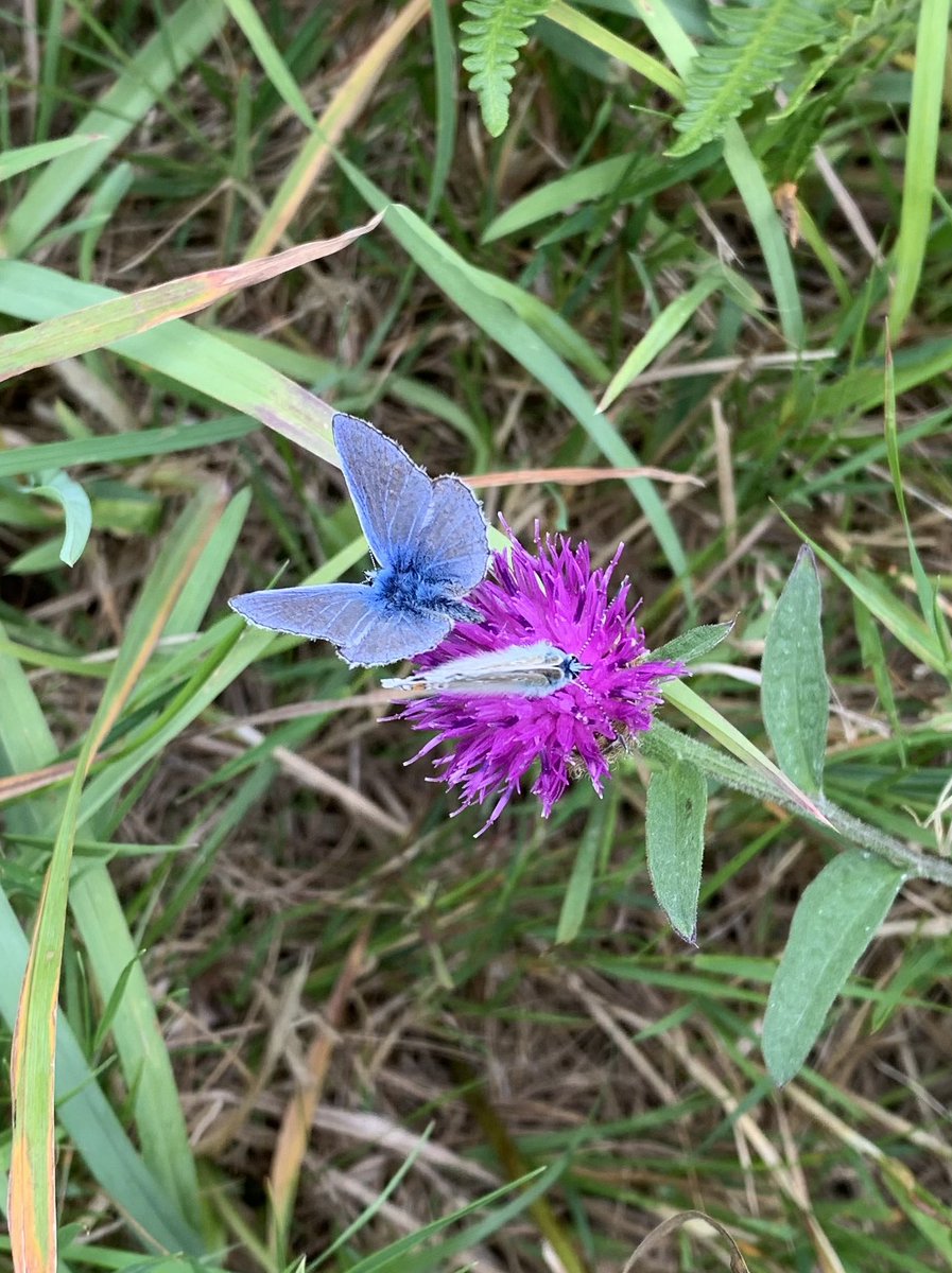 loveswimming's tweet photo. A day of double dip swimming
Marching up, down and along the coast
Low flying swallows
A lone seal
Common blues on knapweed 
And a corkscrew of seaweed #alltheviews https://t.co/cycuPDJ6Po