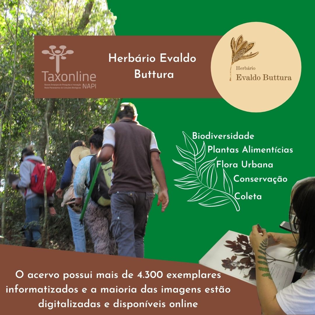 Rede_Taxonline's tweet photo. Visite e conheça o herbário Evaldo Buttura (EVB), da Universidade Federal da Integração Latino Americana (Unila). 

https://t.co/mgvXnULklI

#Taxonline https://t.co/pG9k0uWiA8