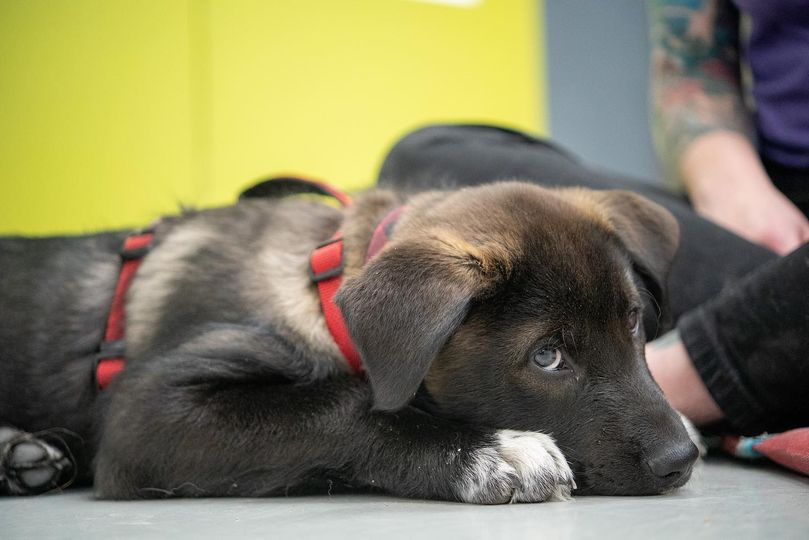 CalgaryHumane's tweet photo. ๐ฆฎVirtual Smarty Pups๐ฆฎ
Our virtual classes are commencing on August 19th for six weeks. These classes are for puppies 6 months and under.
Want to learn more? Visit our website at: https://t.co/rflxVotHt8... for more info.
#yyc #dogclasses #puppytraining https://t.co/de7xsnXldE