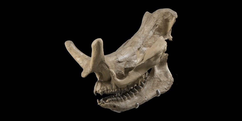 Darksilvania on X: "It body its shaped like a Paraceratherium while the  skulls are those of a Brontotherium/Megacerops, a Woolly Mammoth (Upside  down) and a Woolly Rhino. The name Golgoliath is a